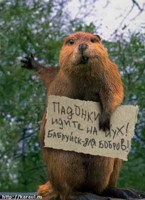 Бобры.jpg