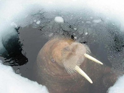 морш.JPG