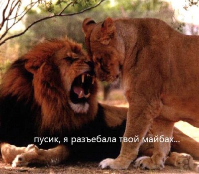 лдо.jpg