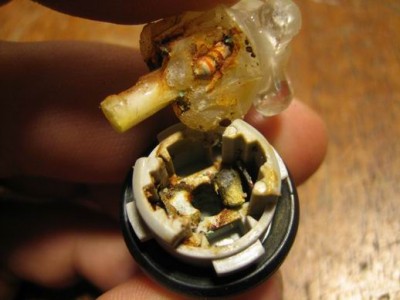 Resize of rjavchina.JPG