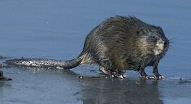 275px-Ondatra_zibethicus_FWS.jpg