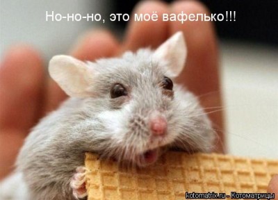 Вафелько.jpg