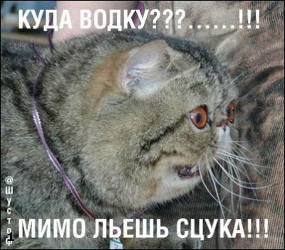 Кот и водка.jpg