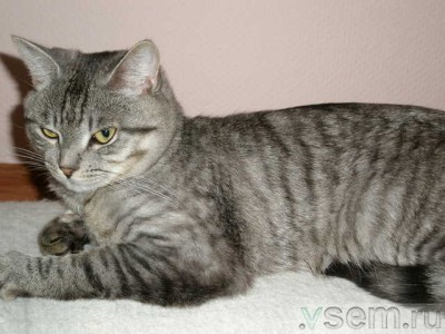если справишься с этим Кельтом ,то его отдают...сайт<br />http://cats.vsem.ru/zhivotnye/koshki/podaryu/items/35184421857534.htm