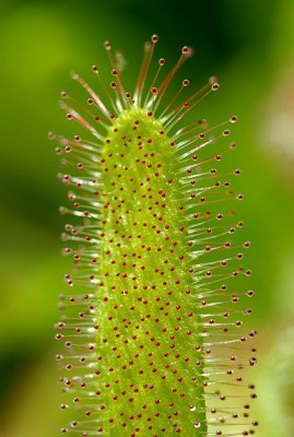 403px-Drosera_capensis_Luc_Viatour.jpg