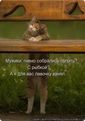 Какой хитрый кот.